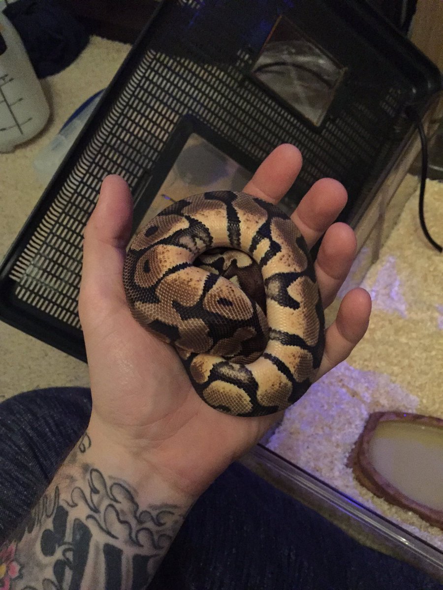 stevieG174's tweet photo. Python spam #royalpython #reptilelove #riddick https://t.co/Ggjo94umpm