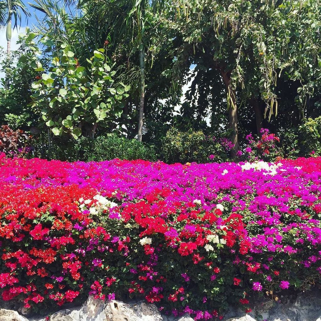 Bougainvillea Dreams 🌺#FromTheWeekend #KNYCTravel