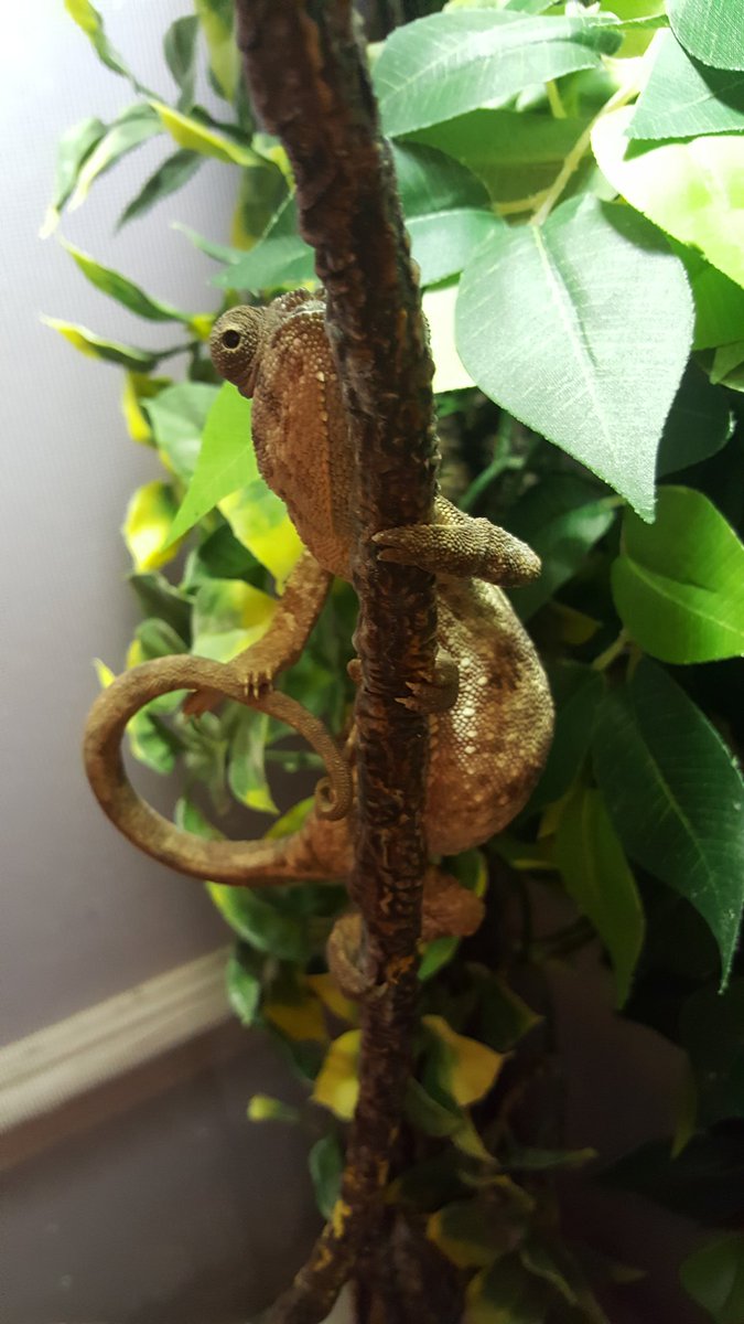 ride4monies's tweet photo. That's your own tail you're trying to grab onto, not a branch you silly animal :D https://t.co/laYBLjdfR8