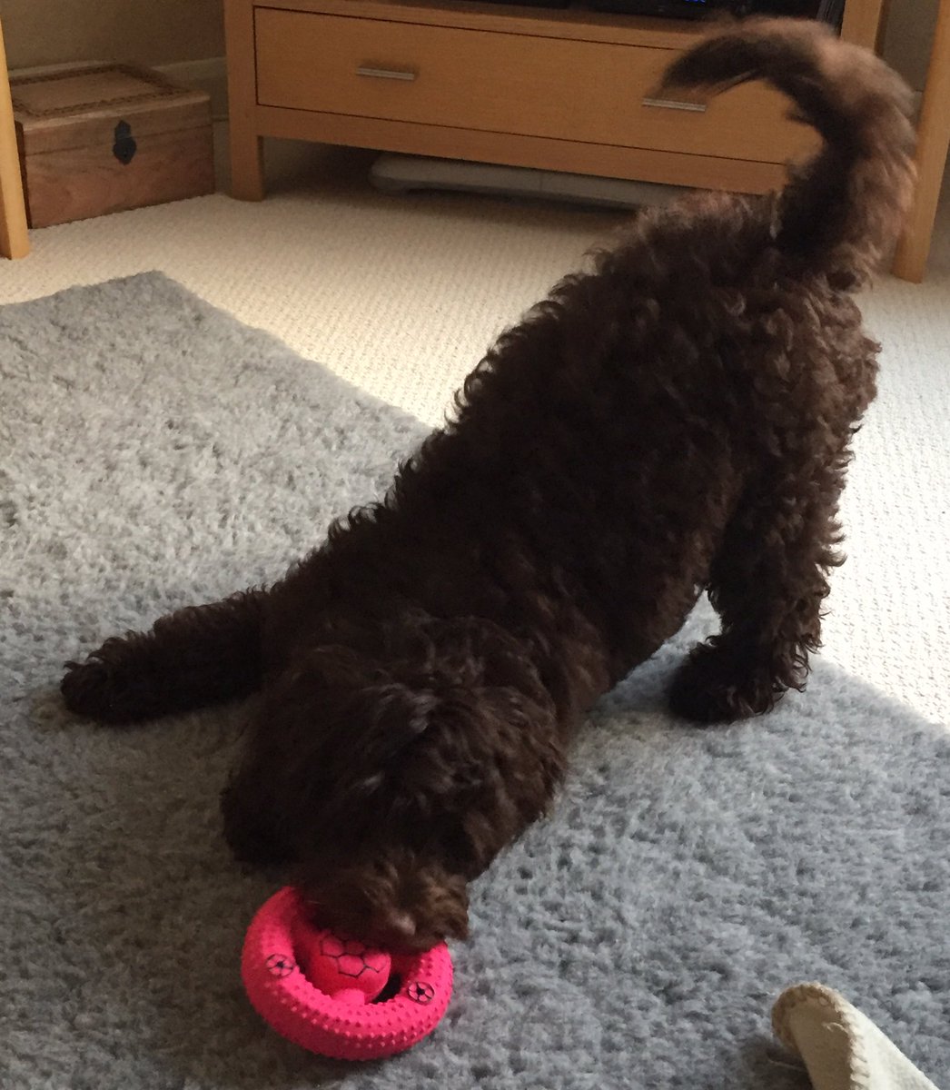 CatherineN007's tweet photo. Havoc wreaked at pet shop and most successful purchase ever... #itsqueaks #puppyneedshisfringetrimming https://t.co/wJ0pjkEzje
