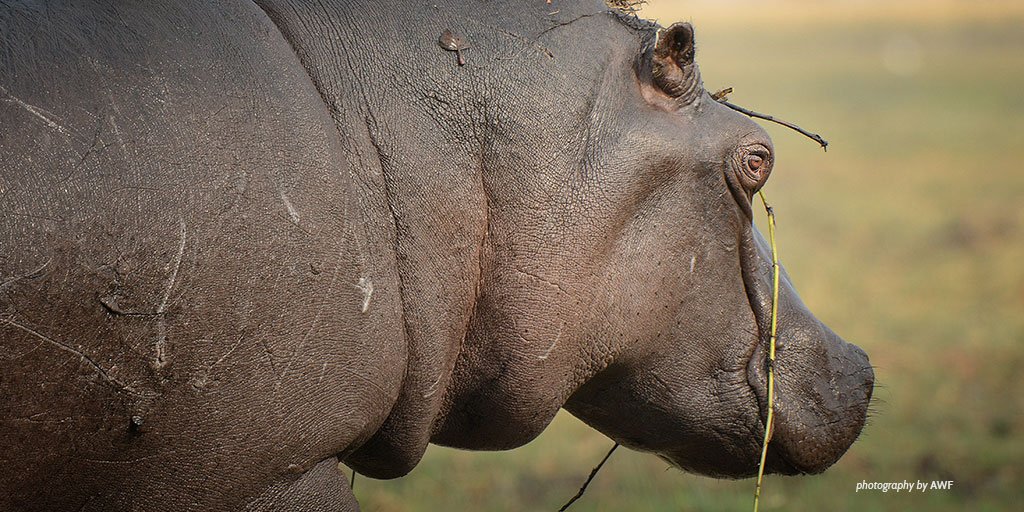 AWF_Official's tweet photo. Due to hunting & habitat loss, hippos are now mostly confined to protected areas: https://t.co/NaqbXozGbm #LearnAWF https://t.co/i2SlhY5fsE