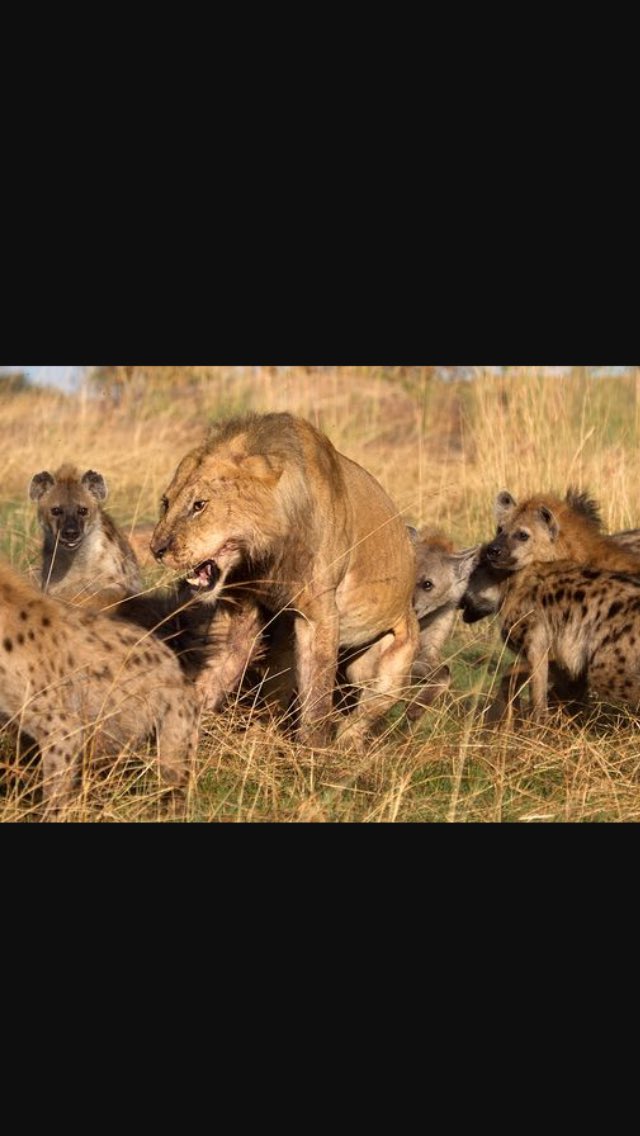 Revenge will be taken for sat night 👊🏾 @joesheeran187 <a href="/Sam_pearce88/">Sam 187 Pearce</a> <a href="/fu_chinaman/">Fu</a> <a href="/benshep87/">sheppard</a>