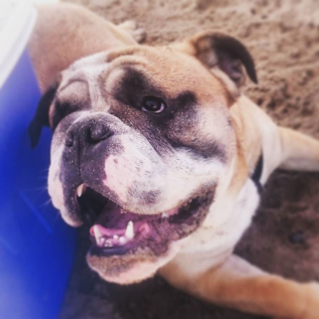 CladiaCardena's tweet image. Me parece que Wilson ha pasado mejor #bandodelahuerta2016 que nadie. #SrWilson #bulldog #bulldogingles #englishbull…