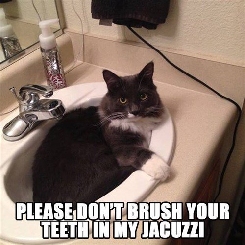 AMCofC's tweet photo. Please keep your toothpaste out of his tub. #cats https://t.co/Zp6qcp8HuC