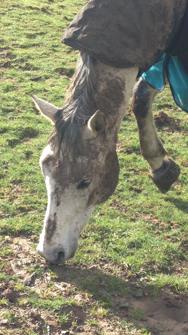 AimeeLee09's tweet image. @WYPHorses this was mine this morning 😏 #greyproblems