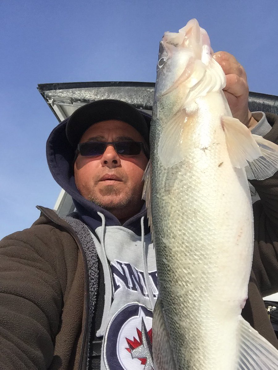 Fishinmilitia's tweet photo. Great weekend catchin some nice footballs. #BeCarefulWhatYouFishFor #FishThug #Manitoba #Greenback #LakeWinnipeg https://t.co/lxg66vIAvB