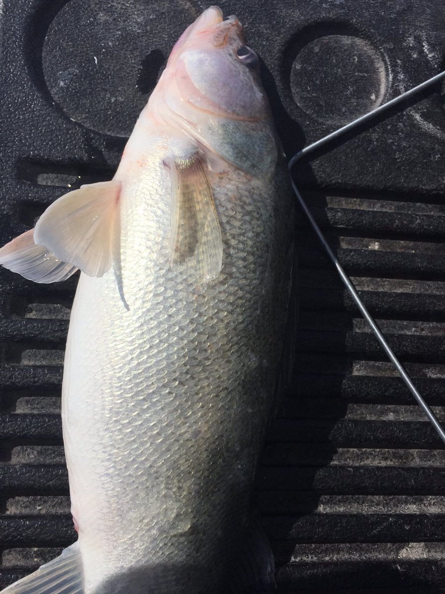 Fishinmilitia's tweet photo. Great weekend catchin some nice footballs. #BeCarefulWhatYouFishFor #FishThug #Manitoba #Greenback #LakeWinnipeg https://t.co/lxg66vIAvB