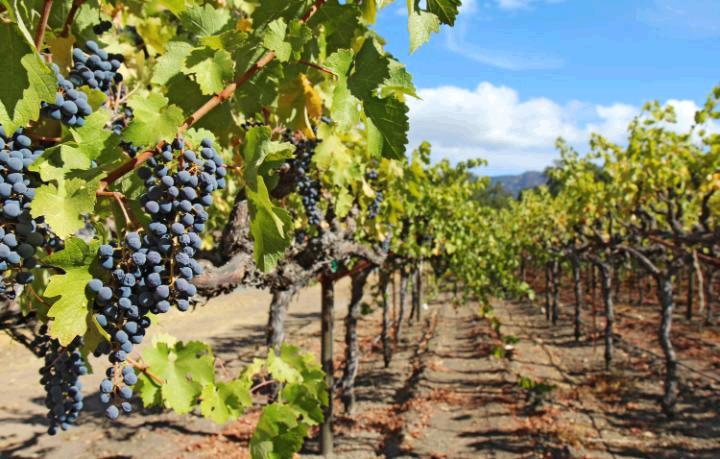 Napa Valley - and the event that changed wine forever tgr.ph/BBwhNZ