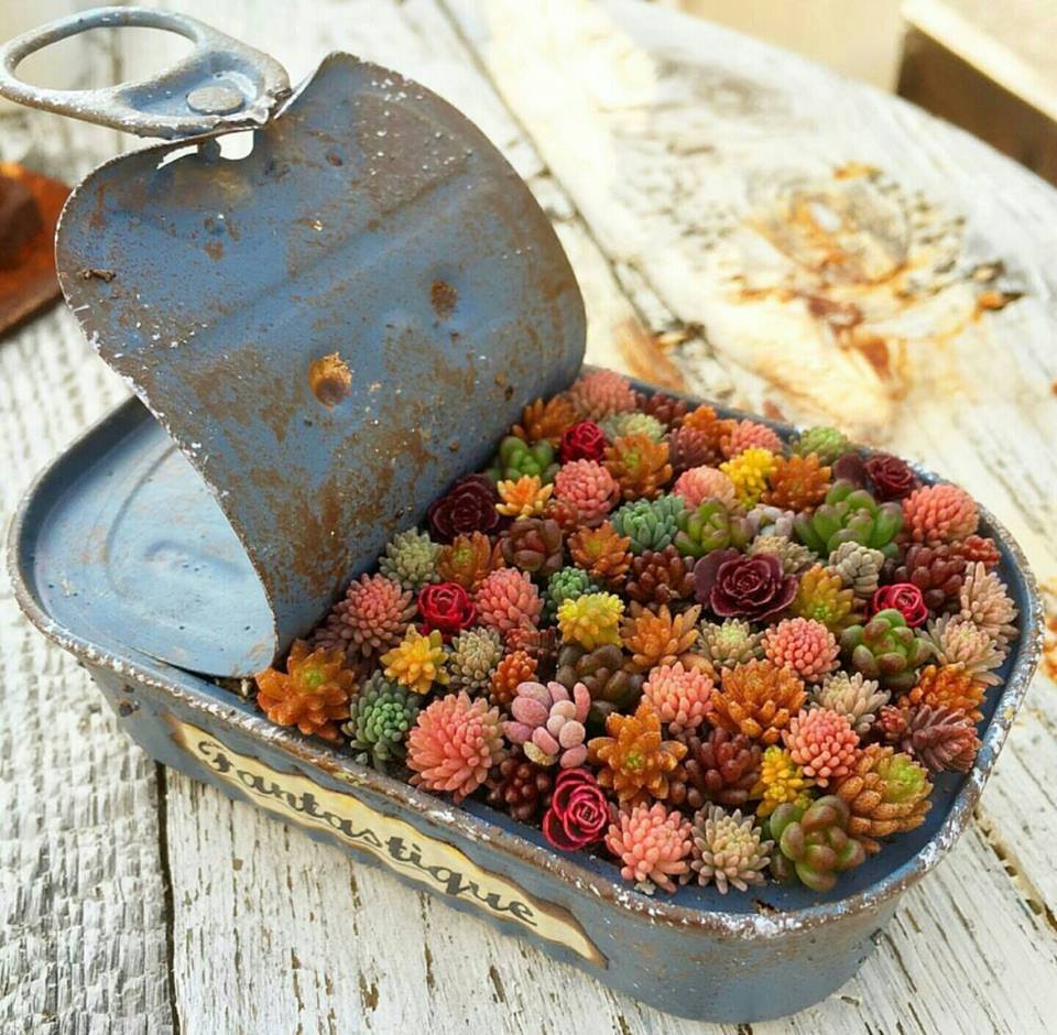 Cute planter idea! Do you have any repurposed planters around your garden?