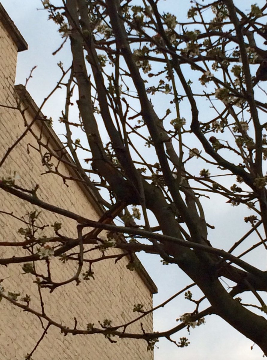 VilleColombes's tweet photo. Nouvelle promesse riche et fleurie avenue H. Barbusse #cerisiers #érables #aulnes #noisetiers ;-) #Colombes https://t.co/zyAUOiZ2D7