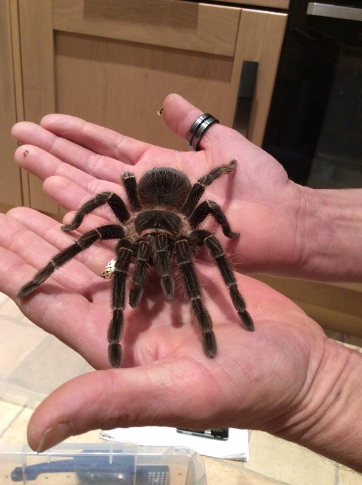 Fluffy is growing well still not fully grown though!