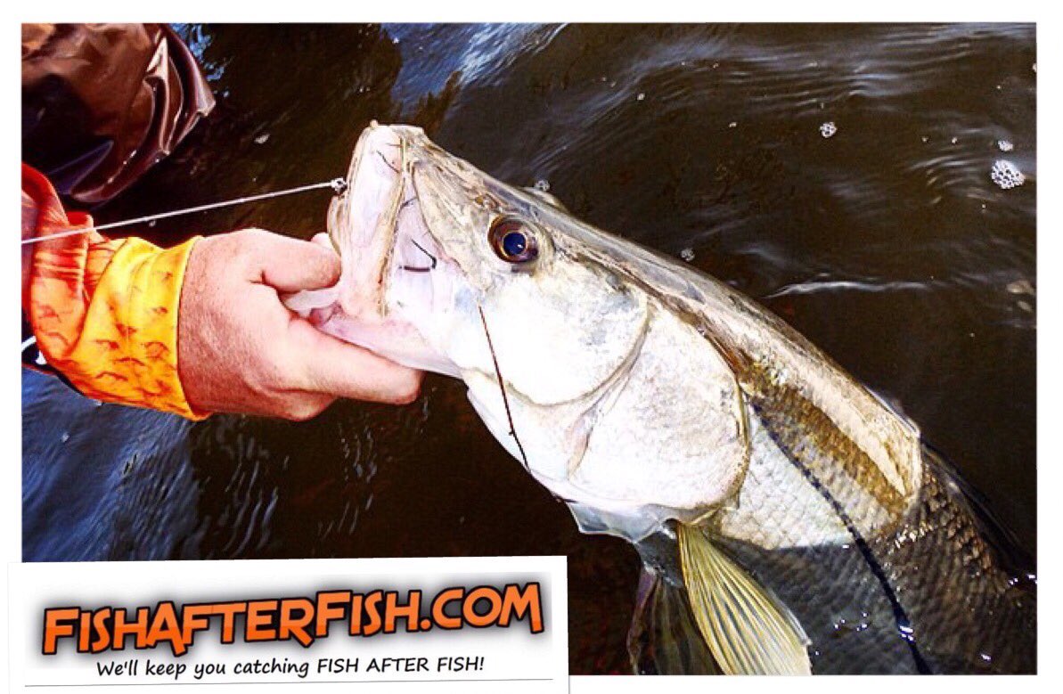 TCoastTackle's tweet photo. Gotcha!
https://t.co/2qFhXZp5pt
#snook #monster3x #xswim #tajigs #wading #fishing #fun #turnfishingintocatching https://t.co/fZECFq8A0i