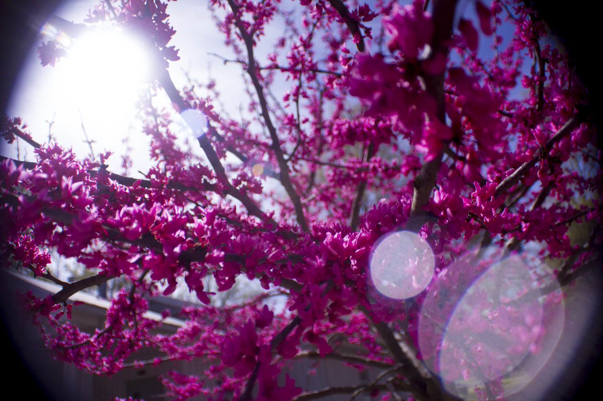 macmarklemore's tweet image. Spring is here, y'all. #tree #DSLR