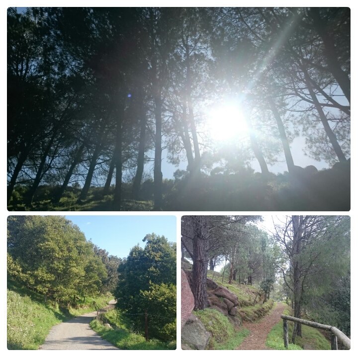 justSLF's tweet photo. 🌲 https://t.co/9pLA6eY2PB