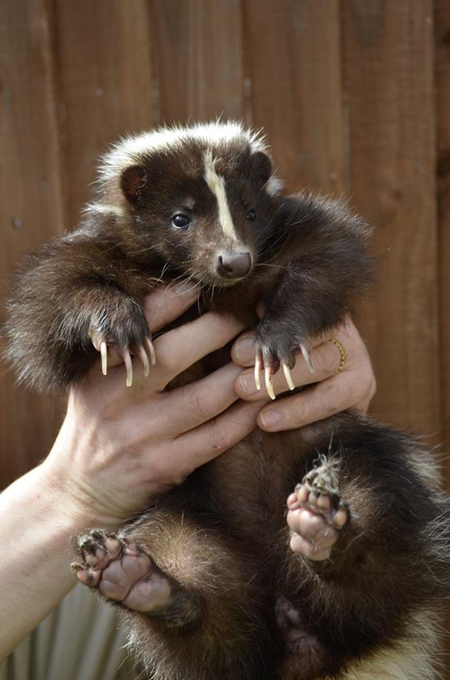 'Pip' my descented skunk she is so sweeeet!