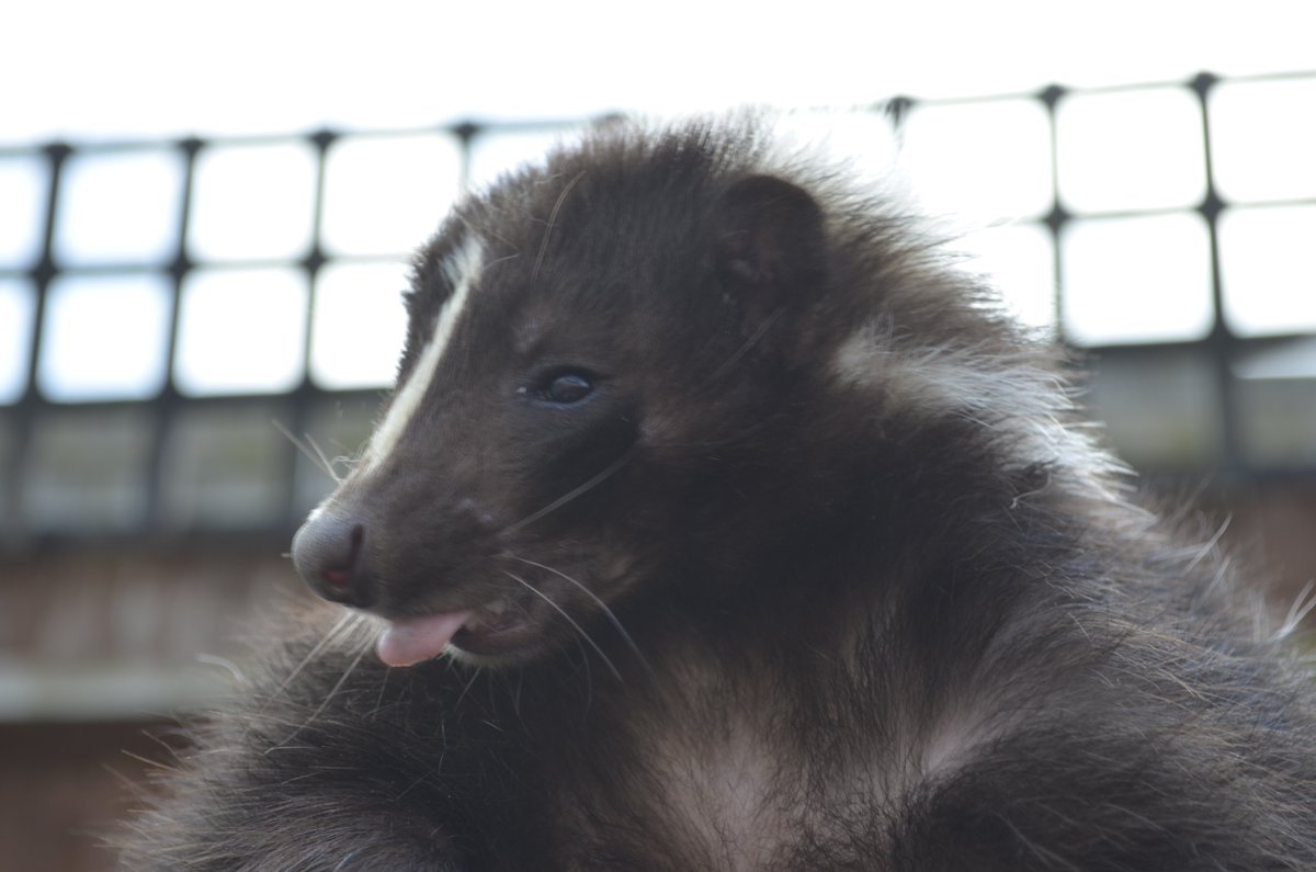 look at that tongue!