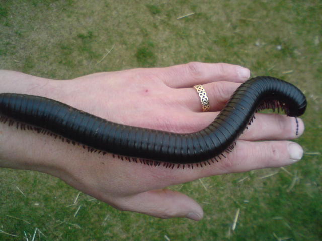 one of my Giant africa millipedes.