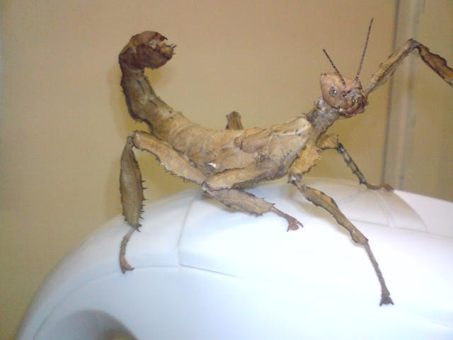 giant spectra stick insect.
