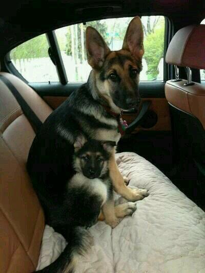 lL0VED0GS's tweet photo. German Shepherd camouflag https://t.co/yeWZ9iXccV