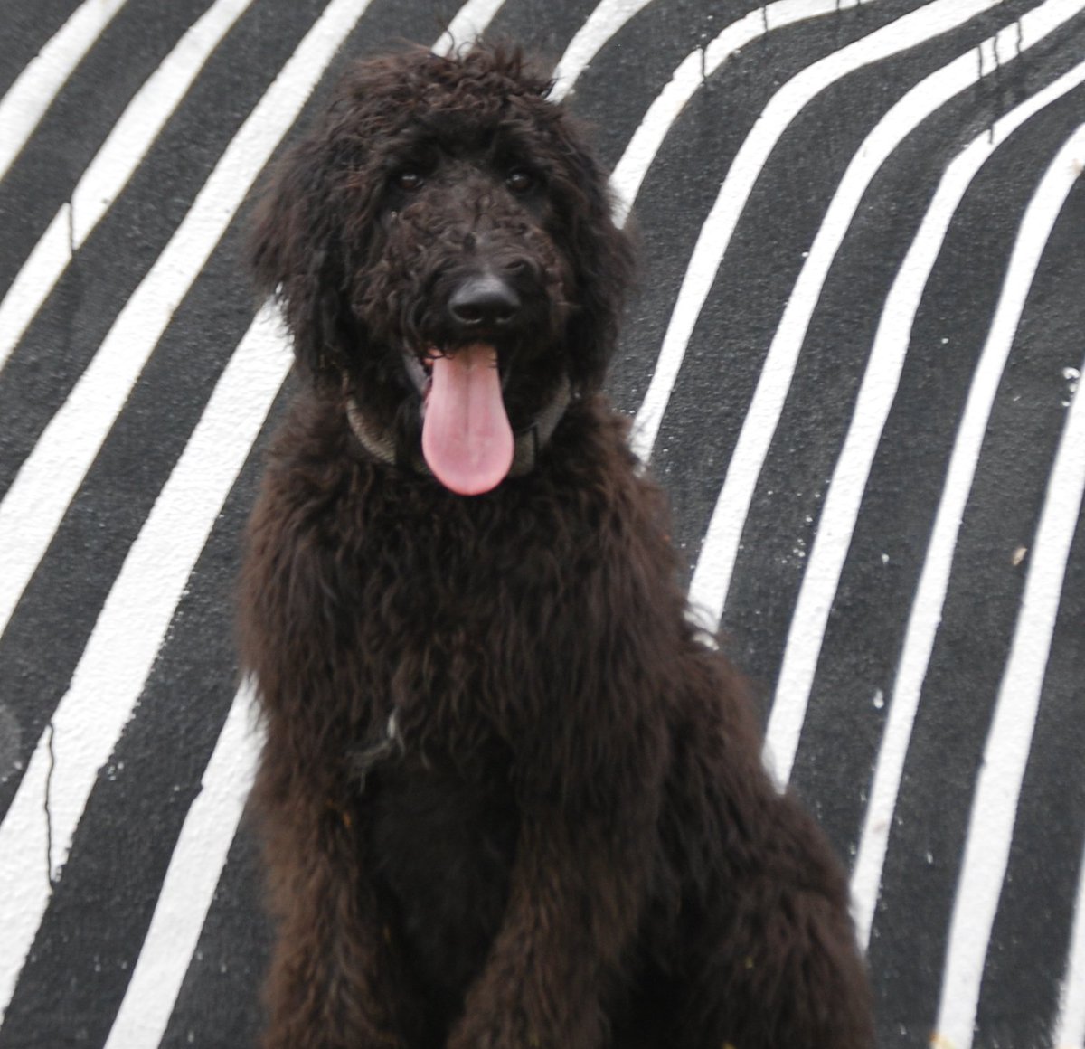 SterlingArcherH's tweet photo. #TwoForTuesday Ladies love me, girls adore me #blackdogsrock #TongueOutTuesday #TOT #SRQ #DogsofSRQ #dogsoftwitter https://t.co/fGmT6OI3LX