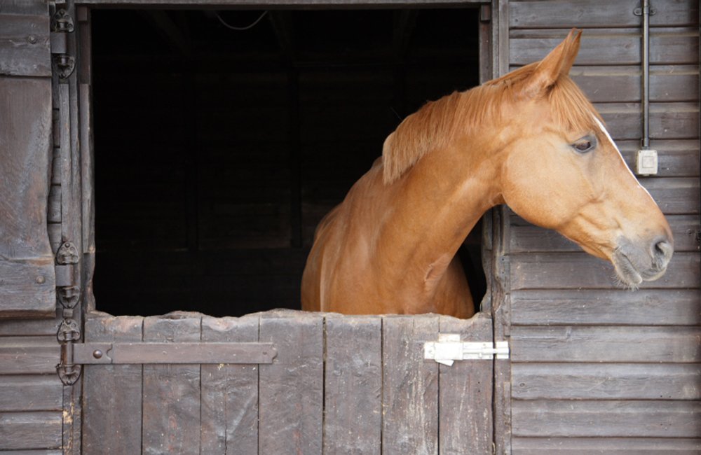 Have you seen we are now offering full livery? Come to our open day 3rd April buff.ly/1pOL5dn
#dressagehour