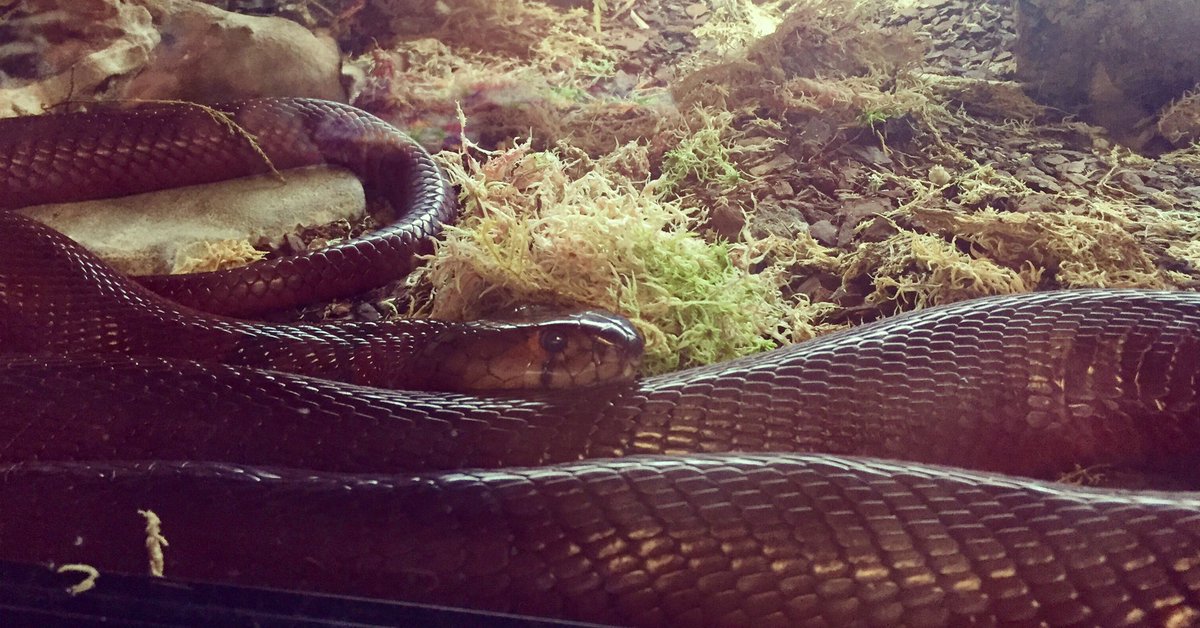 LadyNajaGirl's tweet photo. Dangerous Danger Noodle...#cobra #redspittingcobra #Najapallida #venom #venomous #snake #reptile #snakesoftwitter ๐๐ซ https://t.co/sIk3l1AYCX