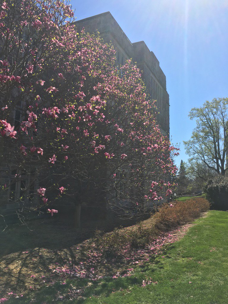 petervikesland's tweet photo. Beautiful Spring day in Blacksburg. @VirginiaTechCEE @VTSuN https://t.co/5kMcI0CaCZ