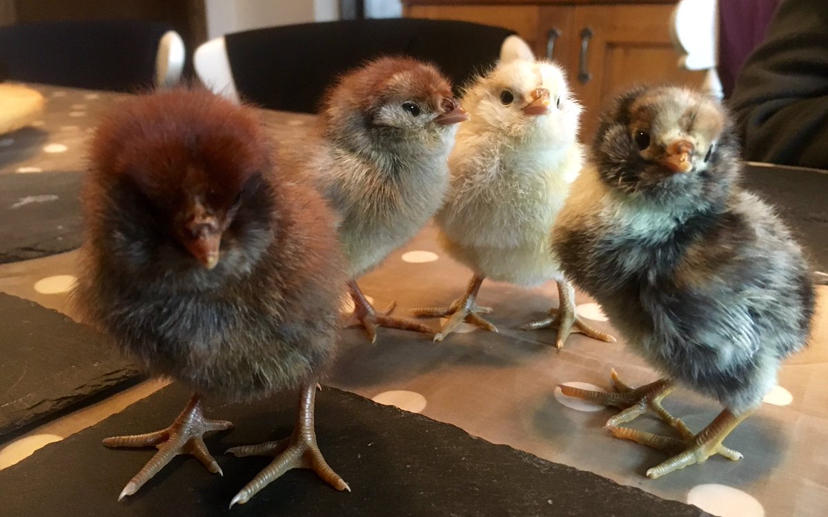 NagsHeadFarm's tweet photo. It's been a great week here for chickens! #chickenhour #owlbeard #uilebaard @RRolinka https://t.co/VQ1bJgevzj