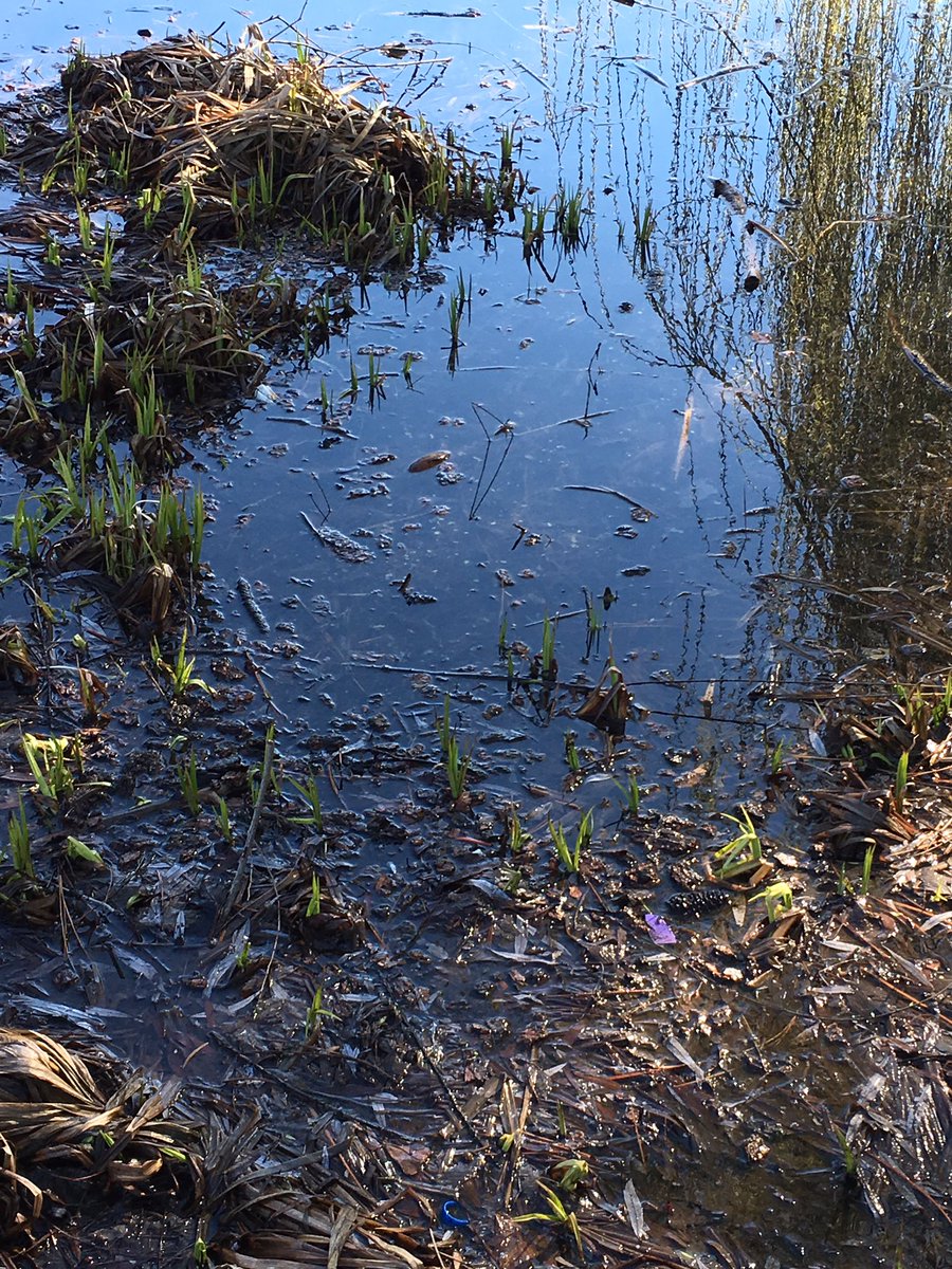 yogimindlife's tweet image. Take time today to #watchthegrassgrow ...you will be witnessing a miracle.