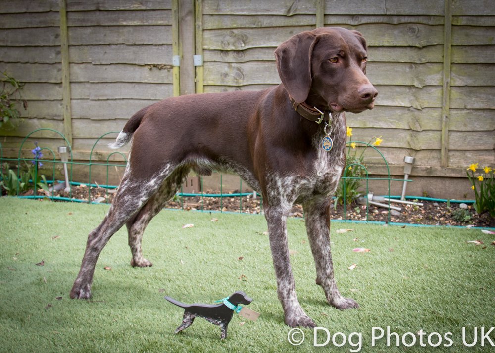 DogPhotosUK's tweet photo. Did some stacking practice with Otto today - tried to get him to match his Mini Otto supplied by @NotJustADogShop https://t.co/F2d6GHQd1y