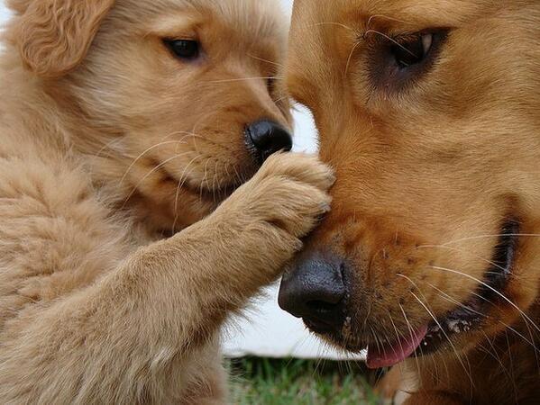HappyFunnyPets's tweet photo. BOOP https://t.co/JOBkOHHnQR
