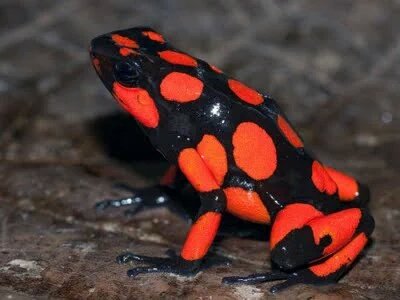 D Attenborough tweet media