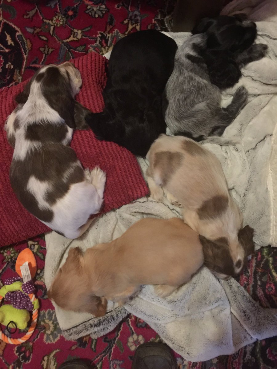jonathanCainer's tweet photo. Soon I'll try 2 get the gang 2 stand still &amp; pose with eyes open. Right now they have full tummies and sleepy heads. https://t.co/jsLoeEywi8