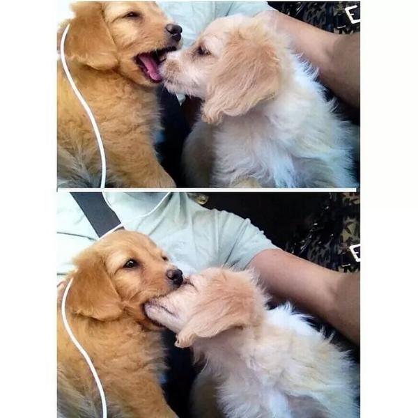 lL0VED0GS's tweet photo. It started out as a kiss, how did it end up like this … https://t.co/dkD6Xtp7dd
