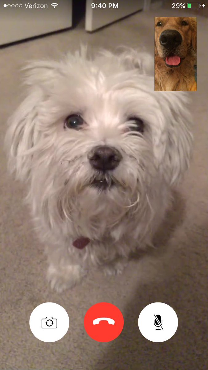 kelliemac208's tweet photo. Friends are the only thing you need after a "ruff" day🐶🐶 #MagicMav #ftdate https://t.co/cDV7EseSaW