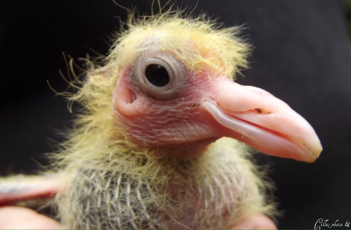 PigeonJon's tweet photo. Dear @realDonaldTrump,

My Son looks exactly like you. Yep. 
Will you take a Paternity Test?

Love From Jon. https://t.co/6nSkzAqMuc