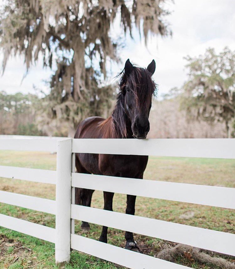 Beautiful photo captured by @rachelredphotography #FordPlantation #Savannah #ExploreGeorgia