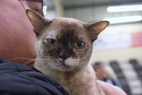 AskTheCatMan's tweet photo. Bedford &amp; District Cat Show Photos 2014 https://t.co/SIUkSeswvB #cats If you enjoy this then please Retweet https://t.co/bzGIJXSROW