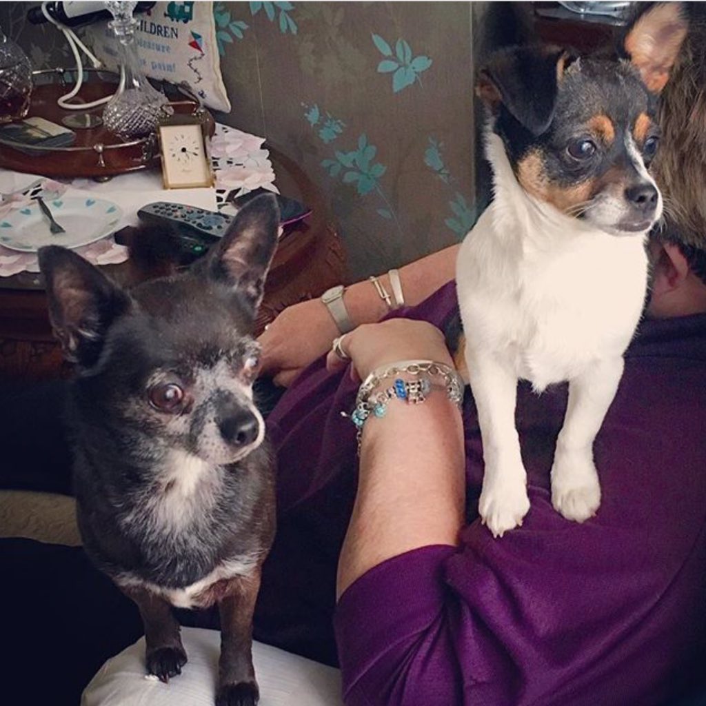 tstuthridge85's tweet photo. Cuties 😍💙🐶🐾 #chihuahua #chijack #jackahuahua https://t.co/cnVI63cShJ