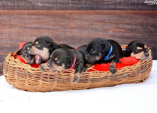 BuzzFeed tweet picture