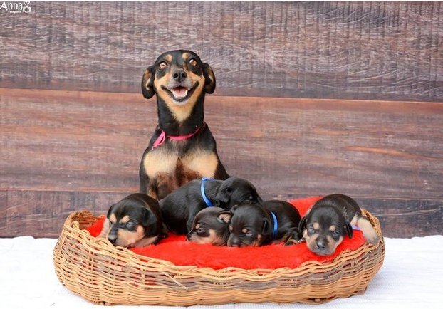 BuzzFeed tweet picture