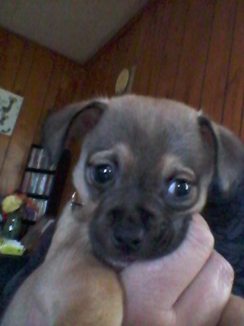 SingletonMB's tweet image. #Castiel #Chihuahuamix