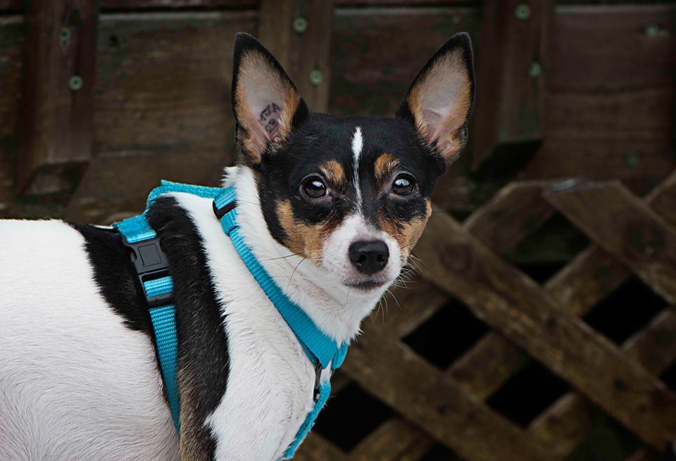 InTheRuff1's tweet photo. Bring your dog out for our dog photobooth and put the Zoo in Zoolander! #kwawesome #intheruffdogshow #ethelslounge https://t.co/frbDadQL9o