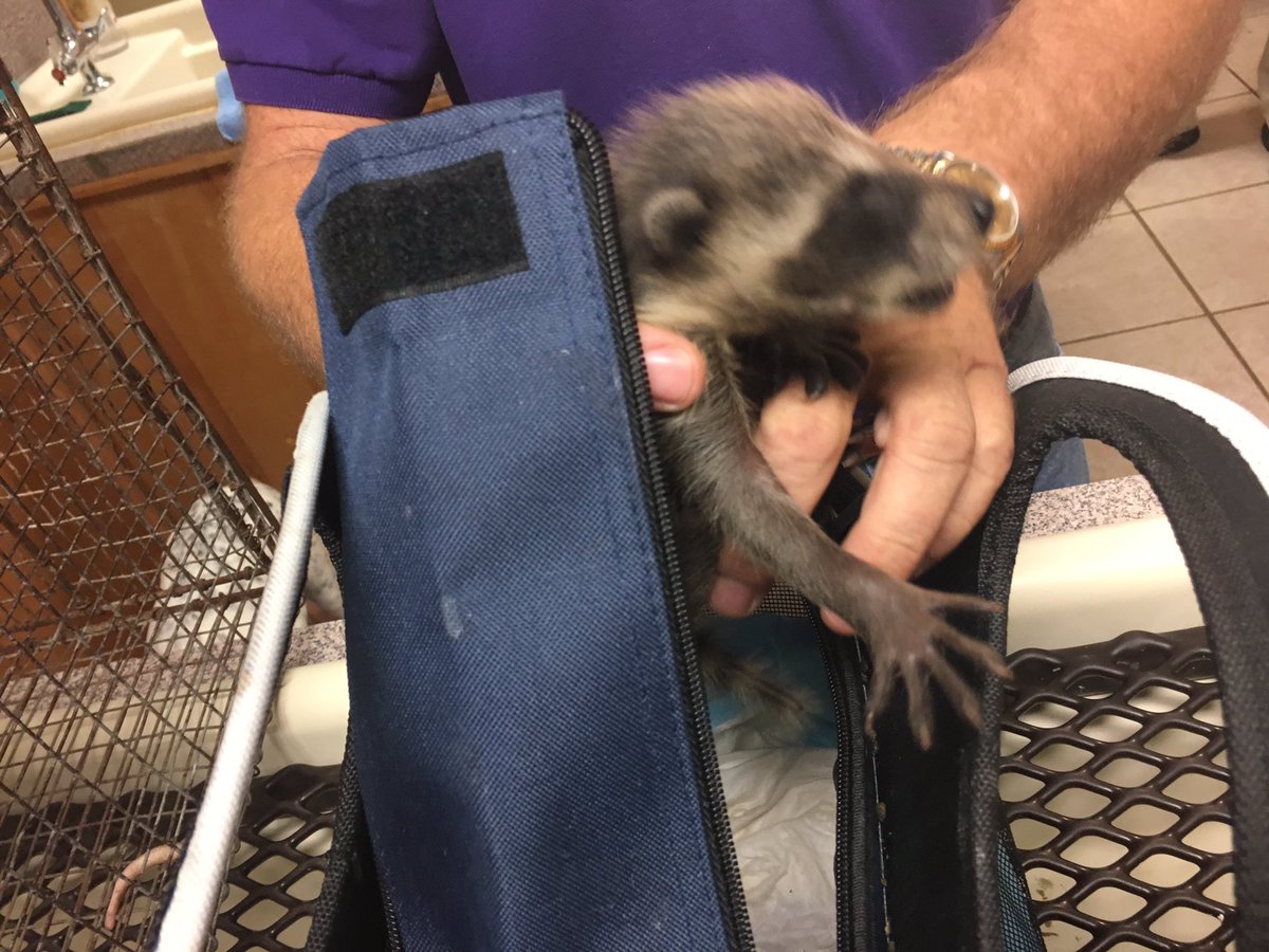JanaEschbach's tweet photo. Why local wildlife are becoming #rainorphans at 6 @CBS12 https://t.co/Gdc8QgBpMr