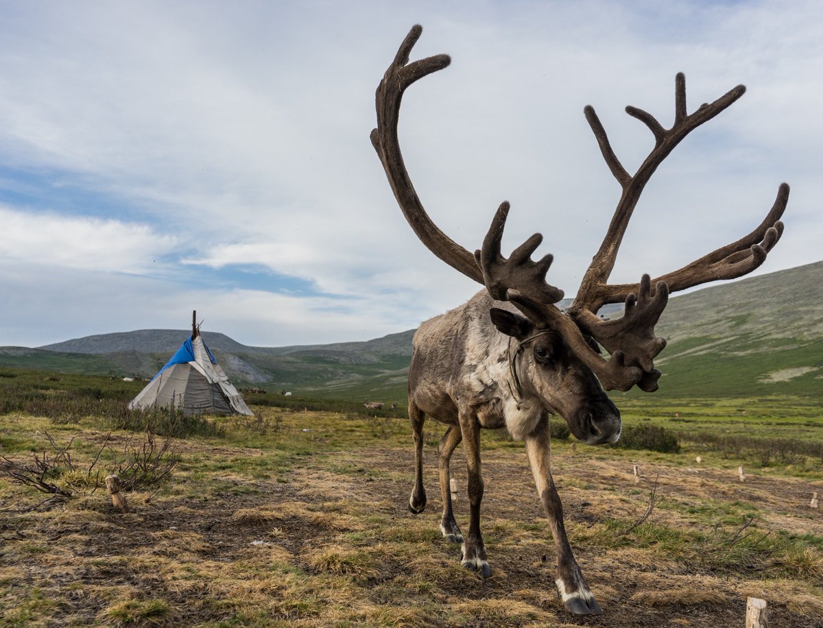 You sleep in tepees and play with the reindeer all day. What else could be more awesome. #Mongolia #travel #lp