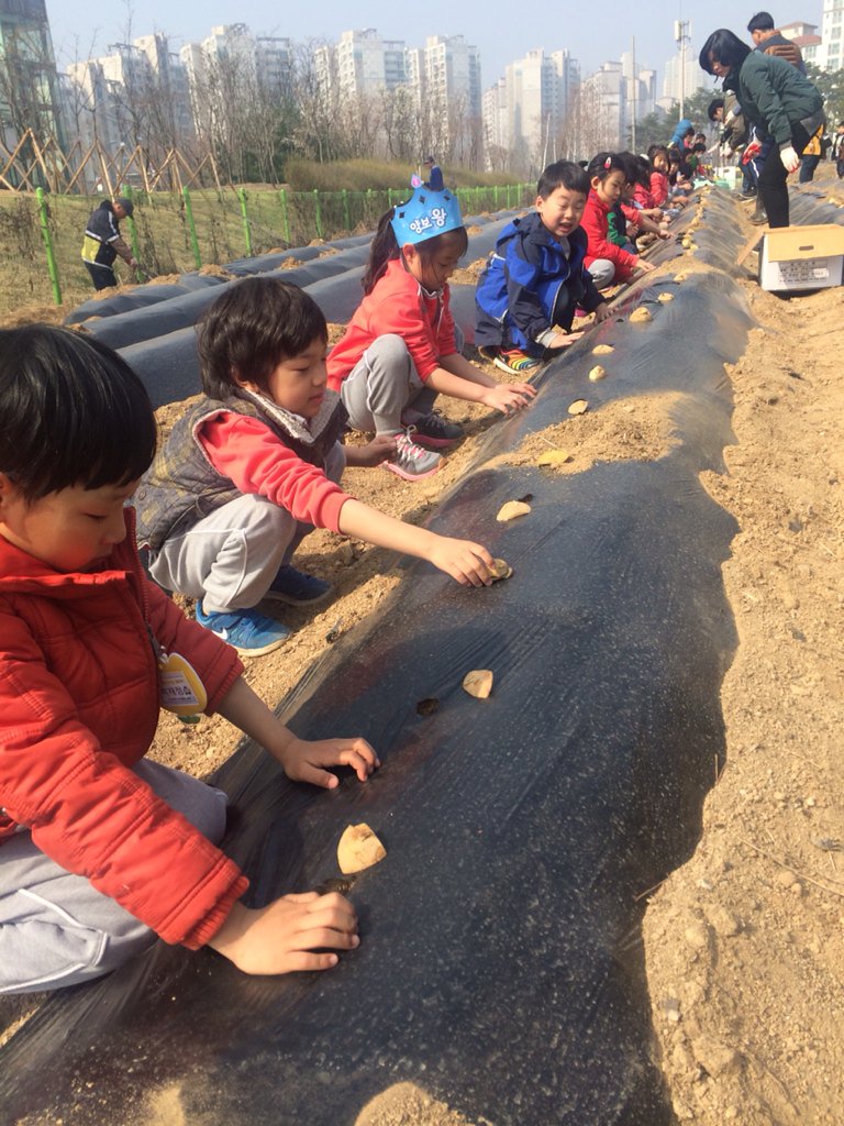 usemin2's tweet image. 판교동 친환경 농업체험자연학습장에  판교어린이집 아이들을  초대하여  어려운 이웃에게 나눠줄 감자를 식재 하였습니다. 자그마한  손으로  열중해  심는  모습이 너무 귀엽죠? :) !!#성남시