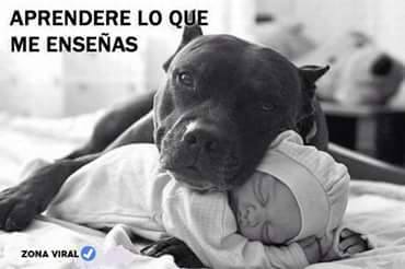 mbibisoto's tweet photo. APRENDERÉ LO QUÉ ME ENSEÑAS #MASCOTAS https://t.co/EKnxURmsp2