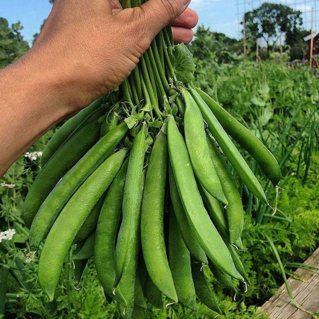 Who's growing peas this year? What are your favorite to grow?
📷:@bettinakbh ift.tt/22MYxjx