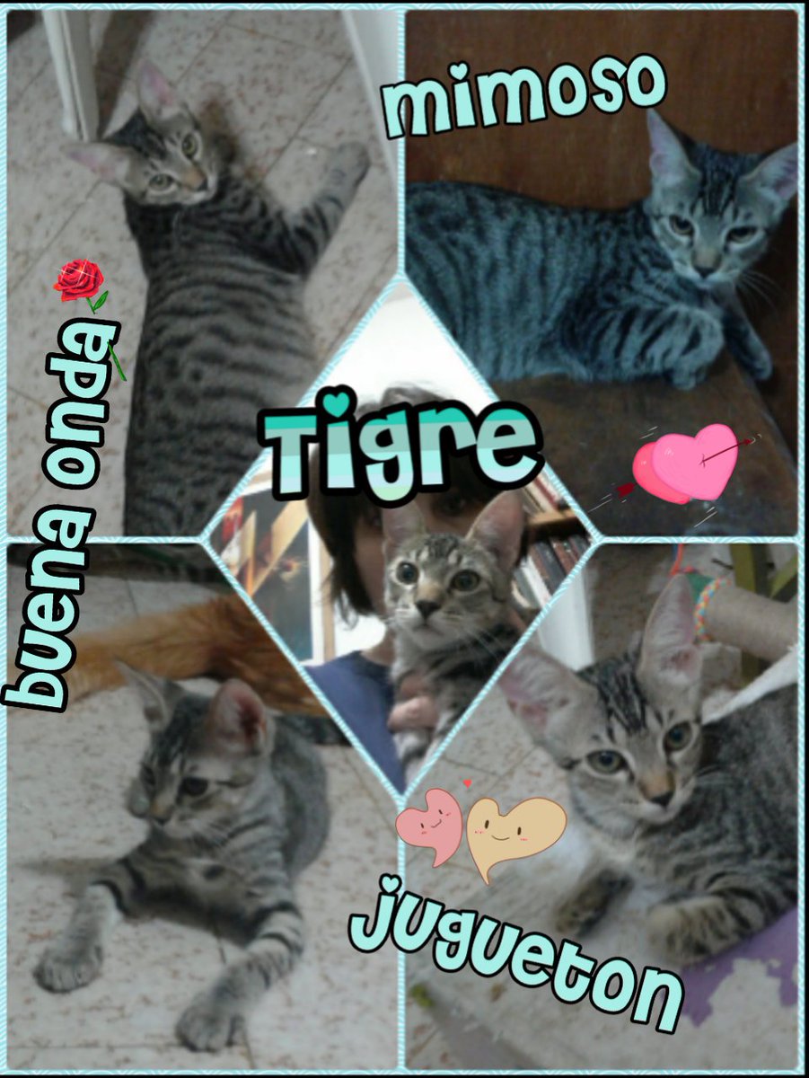 gatitosdeavella's tweet photo. Tigre en #Adpcion Resp.aprox.4 meses es re buena onda, mimoso y jugueton.Para adoptarlo manda msaje.priv. https://t.co/x0k2vEnJpH