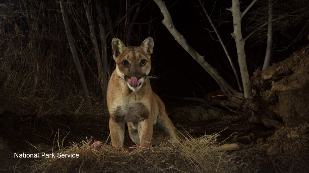 NYTScience's tweet photo. If you got this close to many animals in these photos, you might not live to tell the tale https://t.co/5HUrIc9t7c https://t.co/agvRsFreeU